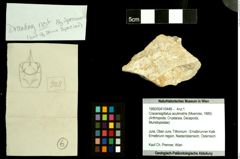 Foto (Objekt + Etiketten) von Cracensigillatus acutirostris (Moericke, 1889) 